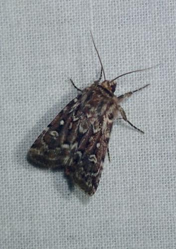 Réf. 216 556 : Lycophotia porphyrea